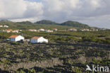 Vineyards