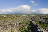 Vineyards