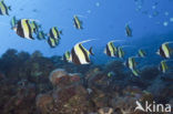 False moorish idol