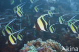 False moorish idol