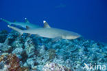 whitetip reefshark (Triaenodon obesus)