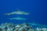 whitetip reefshark (Triaenodon obesus)