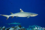 whitetip reefshark (Triaenodon obesus)