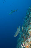 whitetip reefshark (Triaenodon obesus)