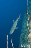 whitetip reefshark (Triaenodon obesus)