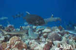 whitetip reefshark (Triaenodon obesus)