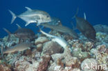 whitetip reefshark (Triaenodon obesus)