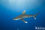 Oceanic whitetip shark (Carcharhinus longimanus ) 