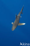 Oceanic whitetip shark (Carcharhinus longimanus ) 