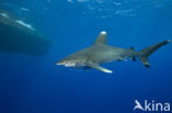 Oceanic whitetip shark (Carcharhinus longimanus ) 