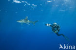 Oceanic whitetip shark (Carcharhinus longimanus ) 