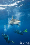 Oceanic whitetip shark (Carcharhinus longimanus ) 