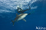 Oceanic whitetip shark (Carcharhinus longimanus ) 