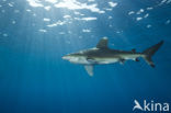 Oceanic whitetip shark (Carcharhinus longimanus ) 