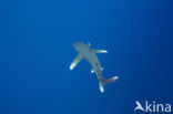 Oceanic whitetip shark (Carcharhinus longimanus ) 