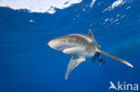 Oceanic whitetip shark (Carcharhinus longimanus ) 