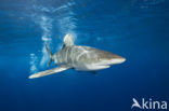 Oceanic whitetip shark (Carcharhinus longimanus ) 