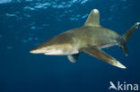 Oceanic whitetip shark (Carcharhinus longimanus ) 