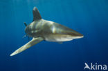 Oceanic whitetip shark (Carcharhinus longimanus ) 