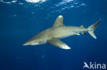 Oceanic whitetip shark (Carcharhinus longimanus ) 