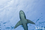 Oceanic whitetip shark (Carcharhinus longimanus ) 