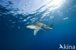 Oceanic whitetip shark (Carcharhinus longimanus ) 