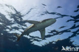 Oceanic whitetip shark (Carcharhinus longimanus ) 