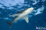 Oceanic whitetip shark (Carcharhinus longimanus ) 