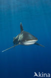 Oceanic whitetip shark (Carcharhinus longimanus ) 