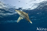 Oceanic whitetip shark (Carcharhinus longimanus ) 