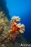 Soft coral (Dendronephthya)