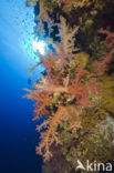 Soft coral (Dendronephthya)