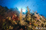 Soft coral (Dendronephthya)
