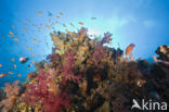 Soft coral (Dendronephthya)