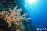 Soft coral (Dendronephthya)