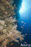 Soft coral (Dendronephthya)