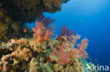 Soft coral (Dendronephthya)