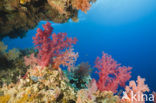 Soft coral (Dendronephthya)