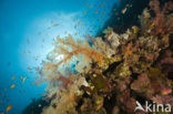 Zacht koraal (Dendronephthya)