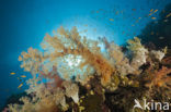 Soft coral (Dendronephthya)