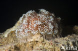 Fire Urchin (Asthenosoma varium)