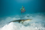 Saltwater Crocodile