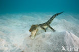 Saltwater Crocodile