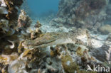 Saltwater Crocodile