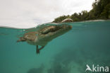 Saltwater Crocodile