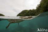 Saltwater Crocodile