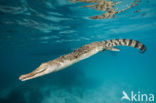 Saltwater Crocodile