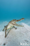 Saltwater Crocodile