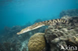 Saltwater Crocodile