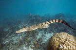 Saltwater Crocodile